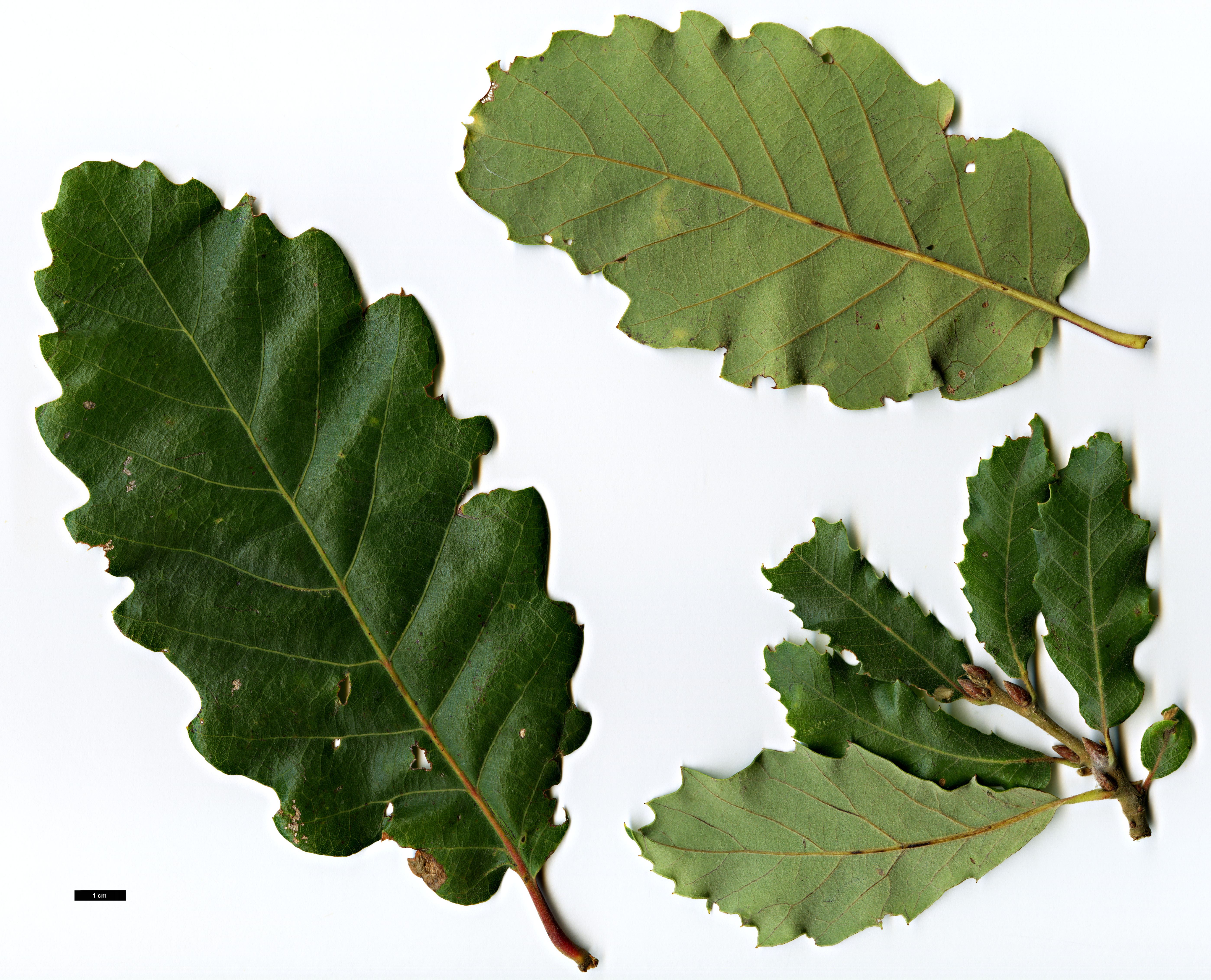 High resolution image: Family: Fagaceae - Genus: Quercus - Taxon: alentejana × Q.robur subsp. estremadurensis
